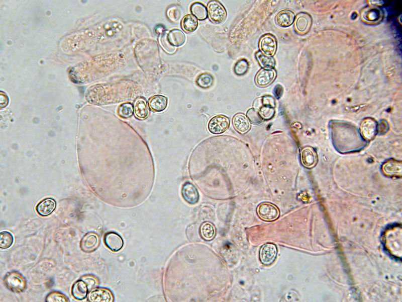 Un Pluteus cervinus ...con la faccia da Melanoleuca.........